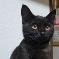 室内にいる猫