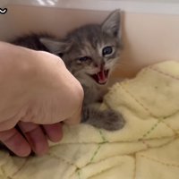 撫でられる猫の写真