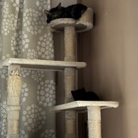 先輩猫と一緒にキャットタワーで寝る子猫
