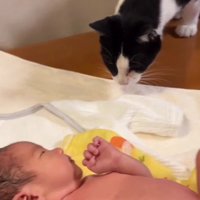 赤ちゃんを見ている猫