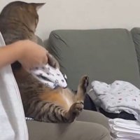 猫の前足を持って畳んだハンカチを軽く叩く女性