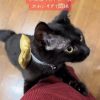 横を向く猫