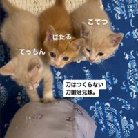 人の足元で鳴いている3匹の子猫