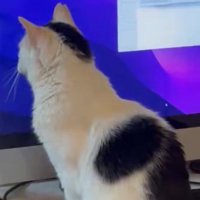 パソコンのディスプレイを見つめる猫