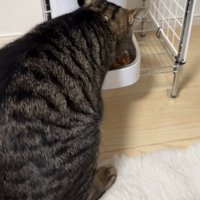 ごはんを食べる猫の後ろ姿