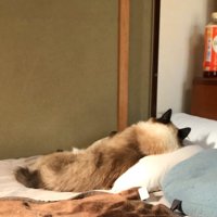 壁に顔を向けて横になる白黒猫