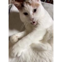 室内にいる猫