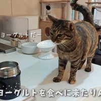 ヨーグルトを見つめるりんちゃん