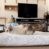 身体は左を向き、顔だけこちらを見ている猫