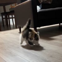 背中を丸めて飼い主の方へ飛び跳ねる子猫