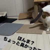猫2匹が立ち去る様子