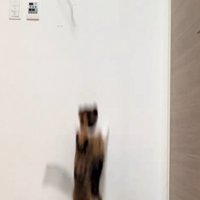 キジ猫の頭を踏む三毛猫