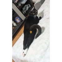 室内にいる猫