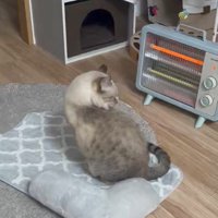 ストーブの前にいる猫