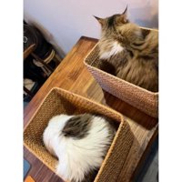 バスケットに入っている猫たち