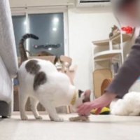 室内にいる猫たち