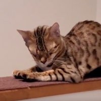 ストレッチする猫
