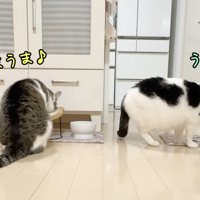テロップ「うまうま」