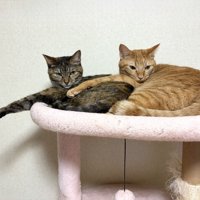 右手を真横に真っすぐ伸ばしている2匹の猫
