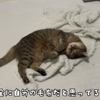 「完全に自分の...」のテロップ写真