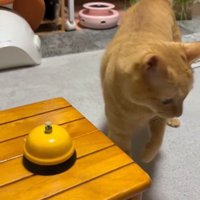 歩いている猫