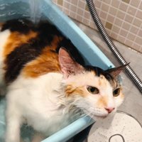 お風呂に入って気持ち良さそうな表情になっている三毛猫