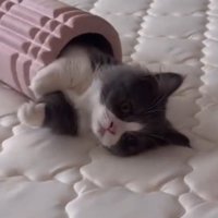フォームローラーの穴から出ている猫の顔