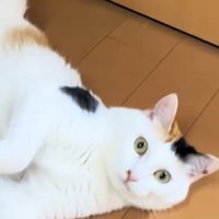 凝視する猫