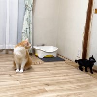 黒い子猫（トイレから離れ、壁沿いに移動中）