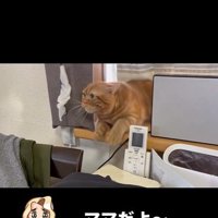 窓辺に寝そべっている猫