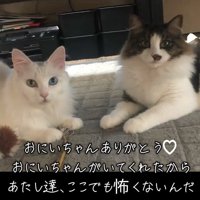 カメラ目線の2匹の猫