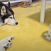 犬と子猫