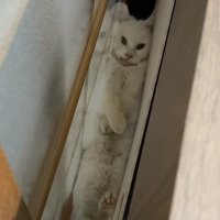 ドアとベッドの隙間に挟まっている猫アップ