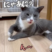 テロップ「にゃあに？」