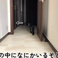 部屋越しに気配を感じる猫