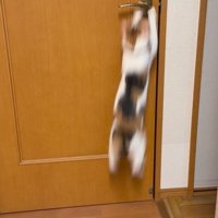 ジャンプする猫