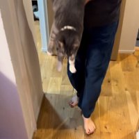 女性に抱っこされている猫
