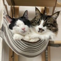 ハンモックに乗る2匹の猫