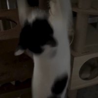 落下している猫