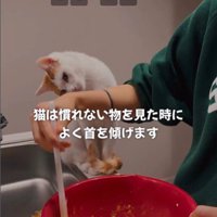 ケーキ作りを座って見ている猫