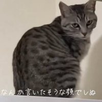 睨む猫