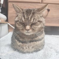 目を閉じて香箱座りをする猫