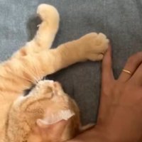 飼い主の小指をにぎにぎする猫の手