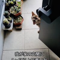 玄関の前で鳴くシャム猫