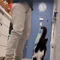 飼い主の足元にいる猫2