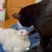 ケンカをしている2匹の猫