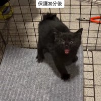 ケージの中の猫