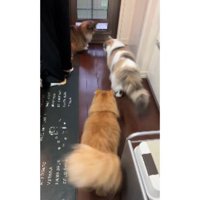 集まっている猫たち