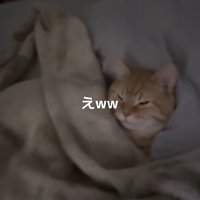 布団に入った猫