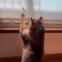 ヤモリを見つめる猫